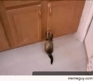 Clever ferret