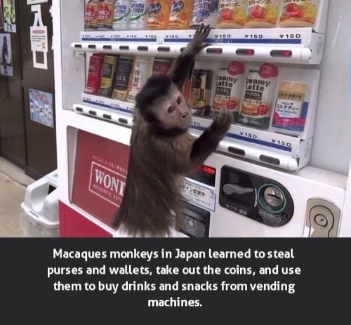 Clever monkey