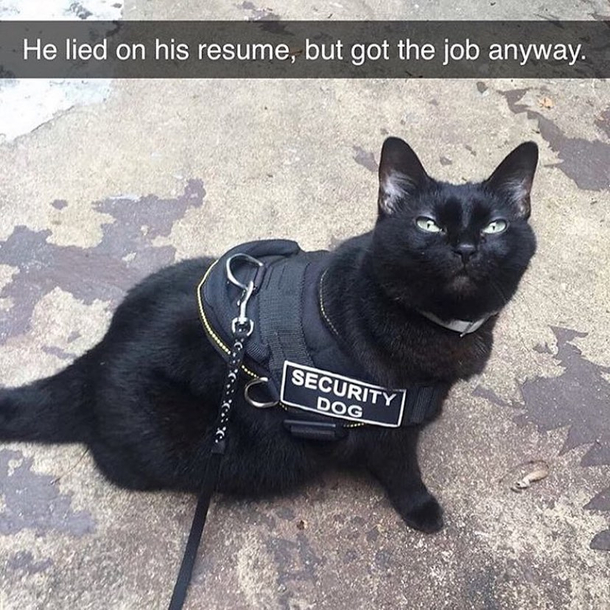 clickbait cat