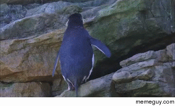 Clumsy penguin