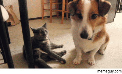 Cmon play with me