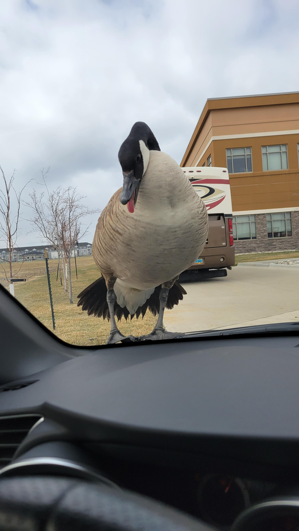 Cobra chicken landed on my hood and started hissing at me at work today