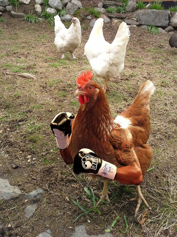Cocky Boxer