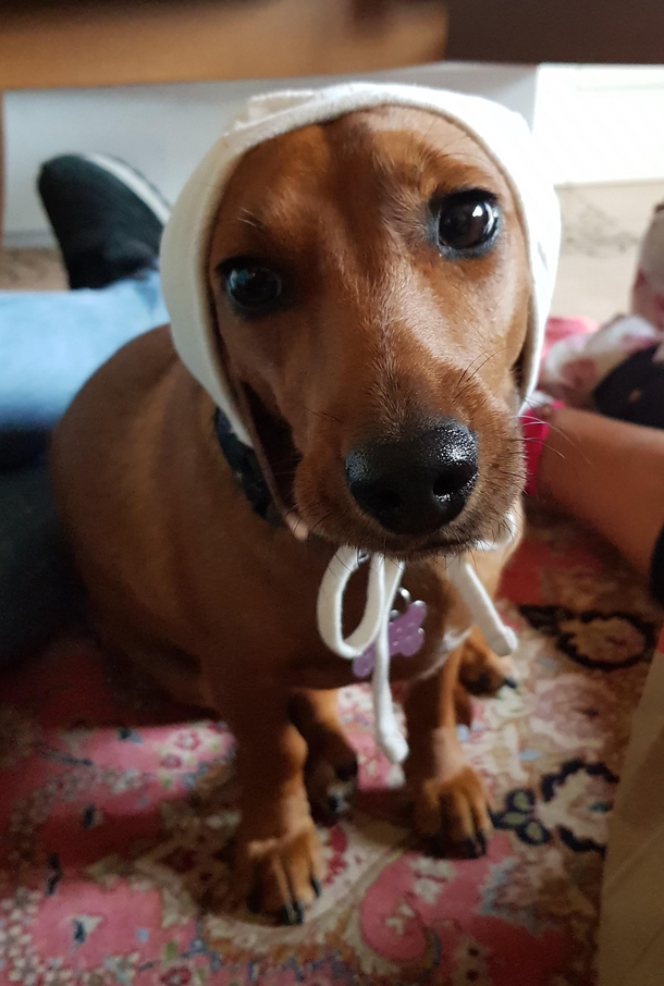 COCO the Amish Dog