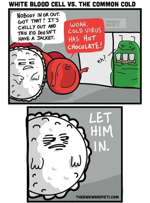 Cold virus