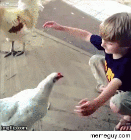 Come here chicken i feel your feels