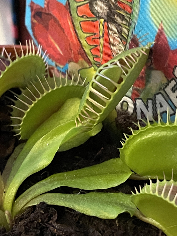 Come on flytrapwhy you do this