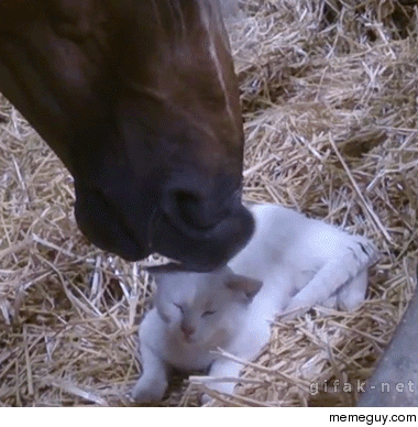Come on Ill pet you kitty