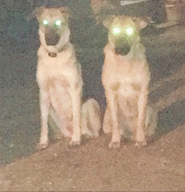 Come play with us Danny Forever and ever