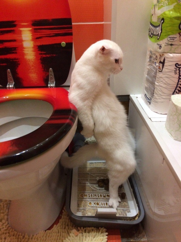 Comfort levelCat