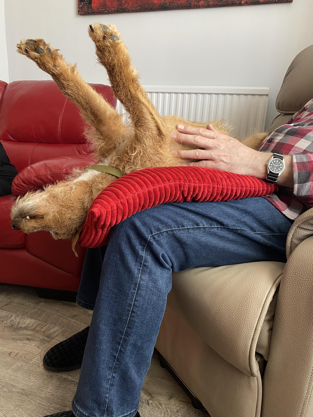 Comfy Doggo