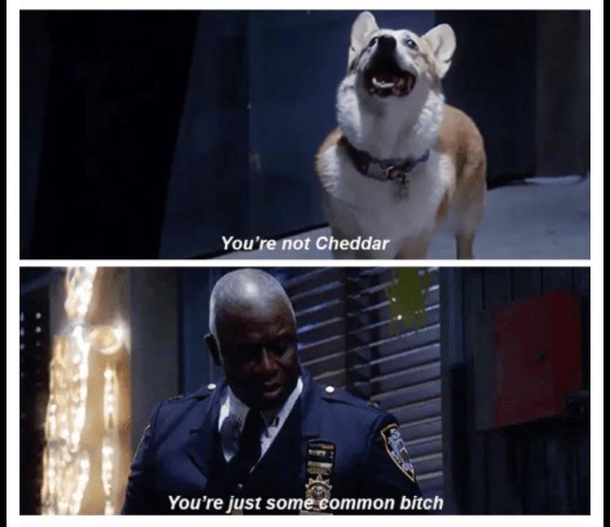 Common bitch