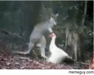 commonly known as Australian karate