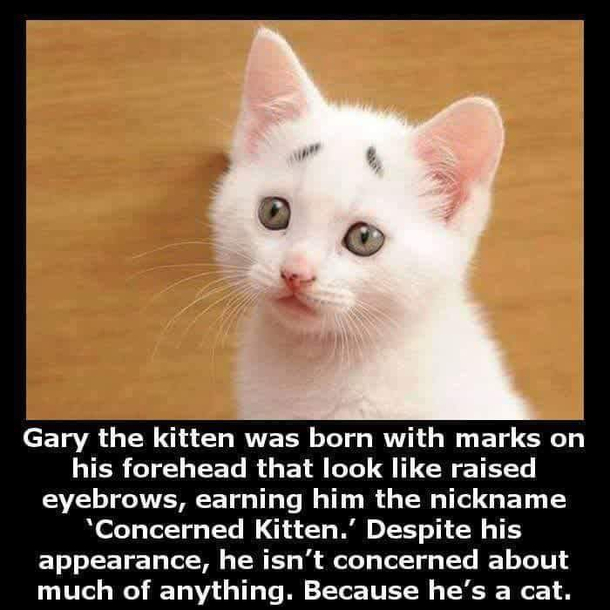 Concerned cat is my spirit animal