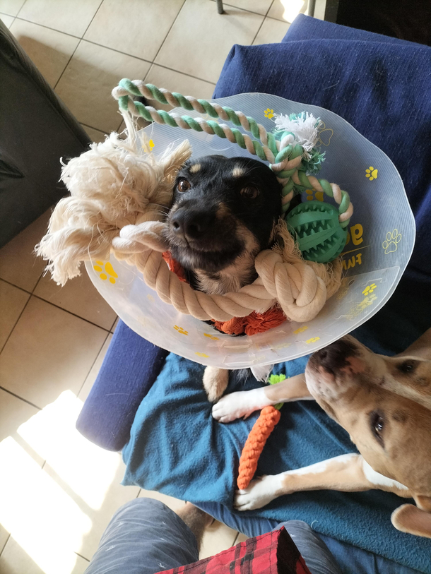 cone of happiness