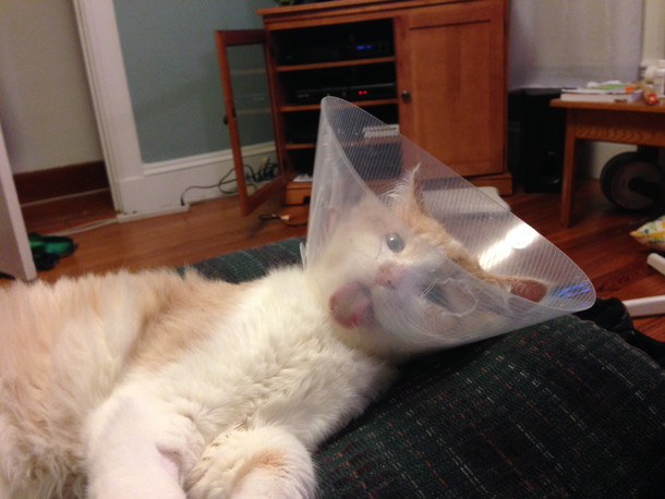 Cone of Shame Day 