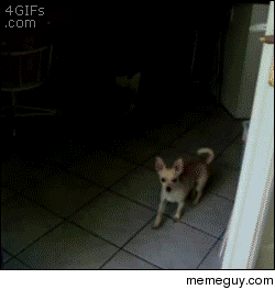 Confused dog and a glass door