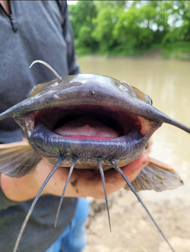 Congrats you have been catfished