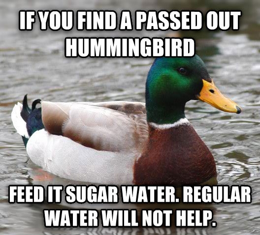 Considering the average hummingbird will starve after four hours of no food for all those finding ones passed out this is VERY important