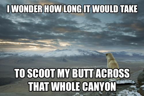Contemplative Canine Ponders