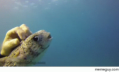 Coochie coo fugu