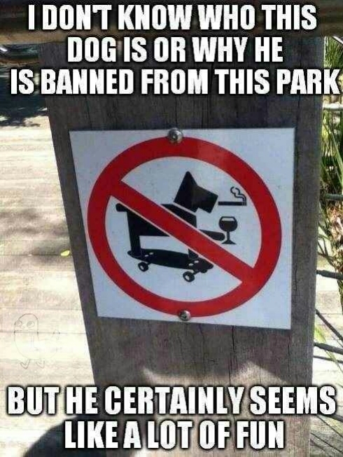 Cool Dog