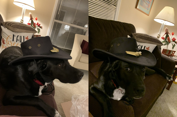 Cool Dog