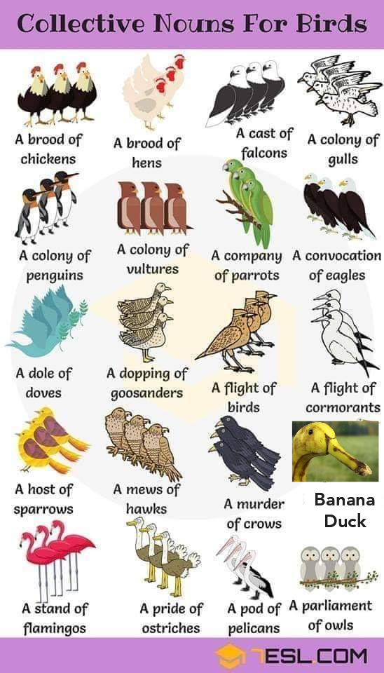Cool guide for birds