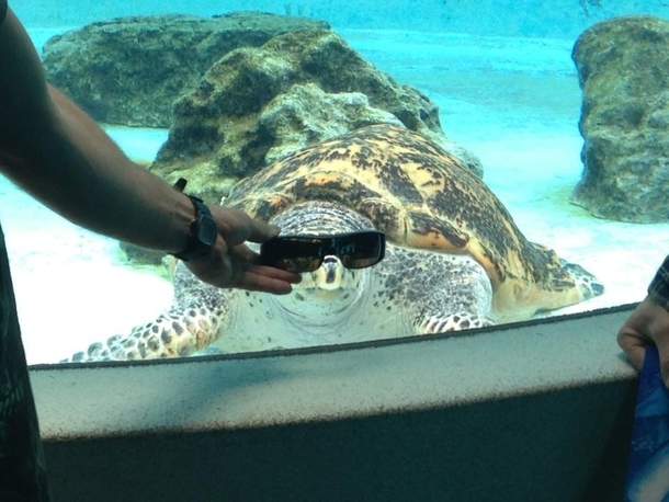 Coolest turtle in town