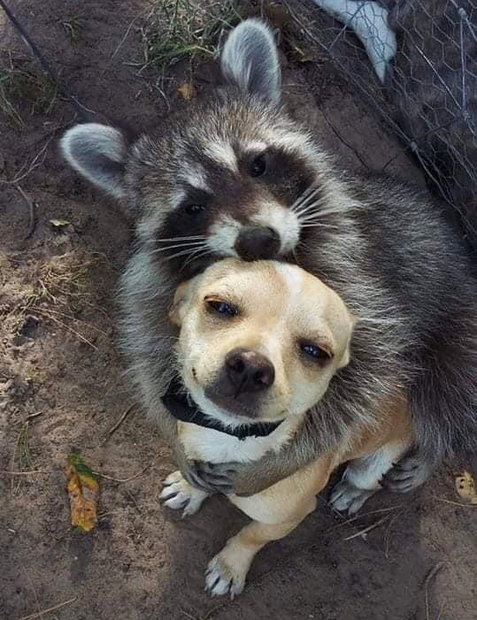 Coon-dog for sale Cheap