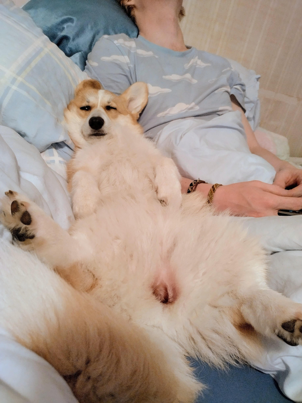 Corgi the Corgi being inexcusably herself