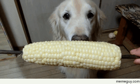 Corn on the cawwwb