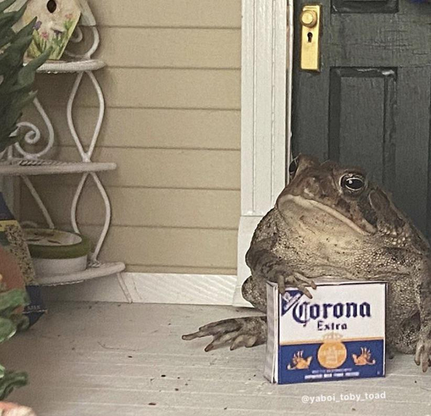 Corona Frog 