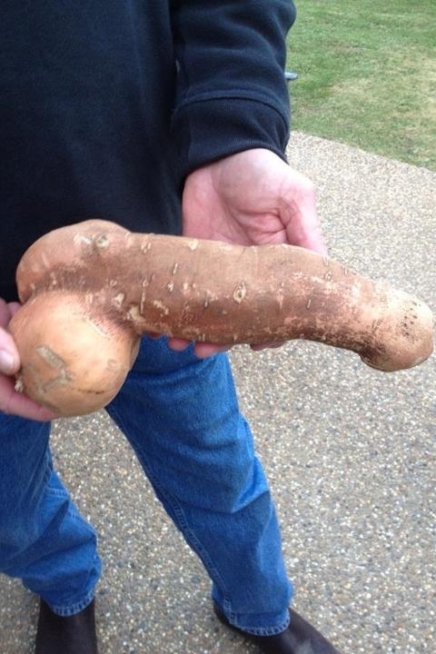 Correction THIS is the most penis-like sweet potato you will see all day- guaranteed