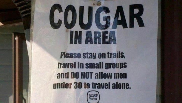 Cougar in Area