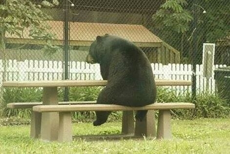 Could we turn this into a meme like if a bear shits in the woods where does he eat I am not that funny nor smart but I know you guys would be brilliant