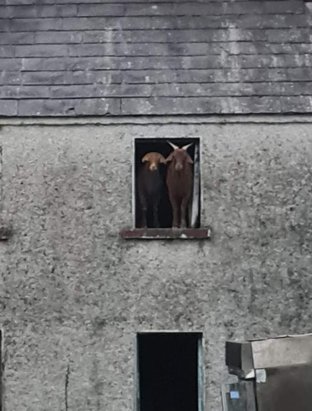 Couldnt find my goats and had to go looking for them Found them upstairs in an abandoned house in my yard