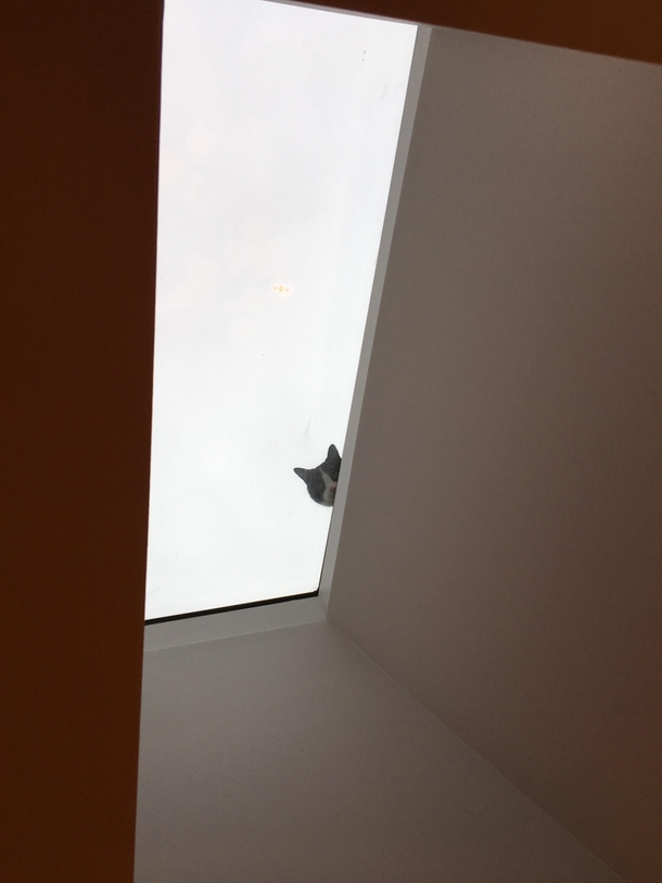 Couldnt shake the feeling I was being watched as I was eating dinner This is what I saw when I looked up at the skylight