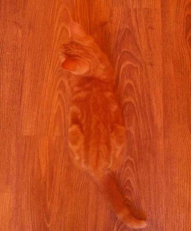 Cove cat part 