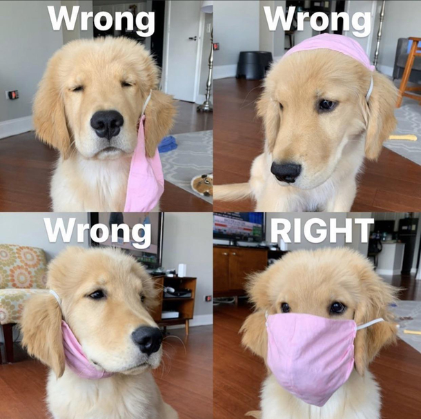 Cover your snout