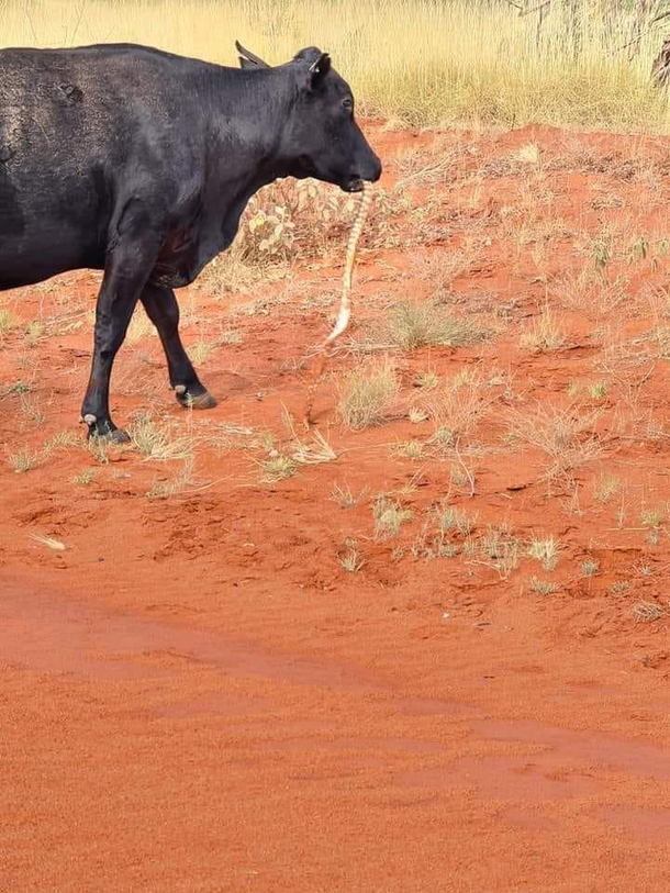 Cow eating tiger snake in Australia - Improvise Adapt Overcome