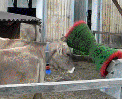 Cow enjoying a automatic brush