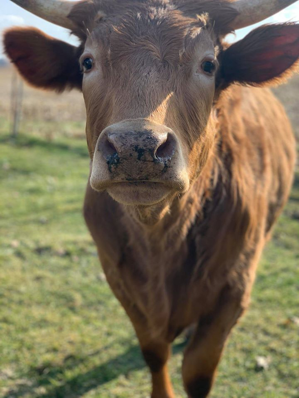 Cow snouts look like angry turtles