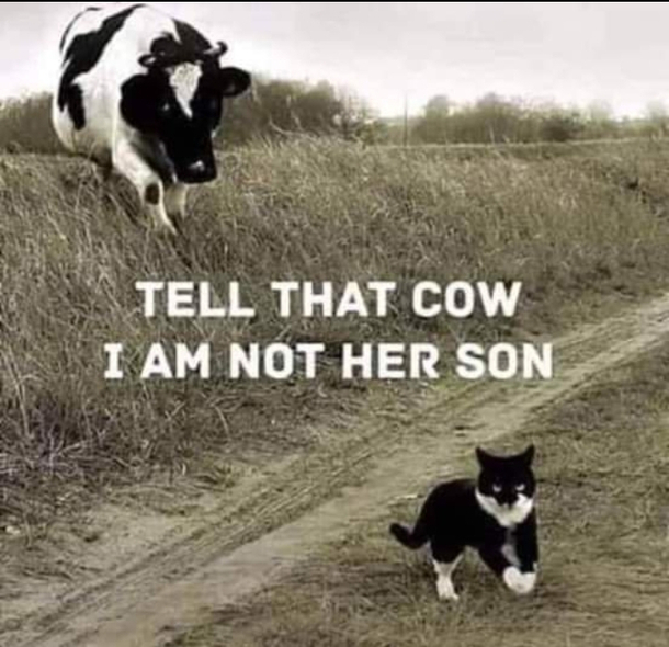 zoom call with a cow zoom call with a cow