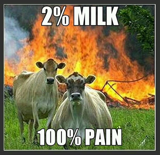 Cows are not to be trifled with
