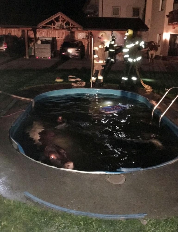 Cows caught in illegal nighttime pool party