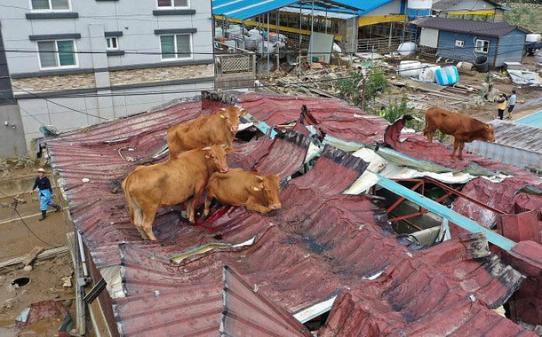 Cows found on roof after a tsunami