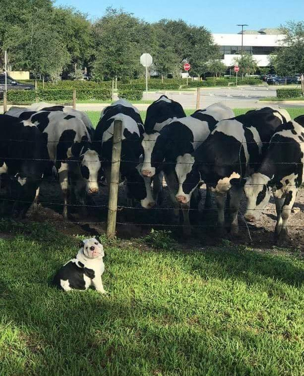 Cows see miniature cow