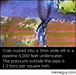 Crab sucked into mm pipe ft underwater