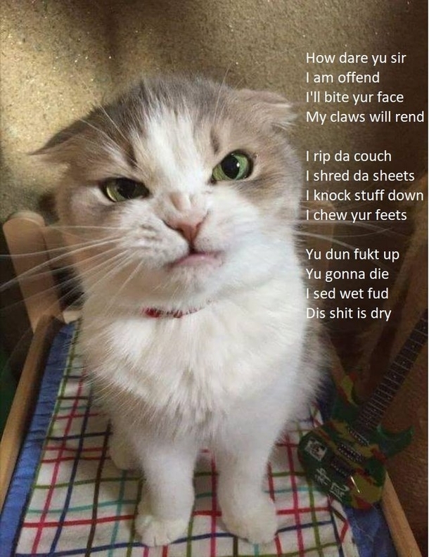 Cranky Kitty
